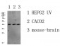c-Jun Polyclonal Antibody
